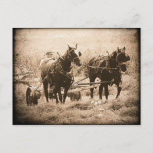 Working Amish Horses Sepia Briefkaart