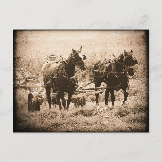 Working Amish Horses Sepia Briefkaart (Voorkant)