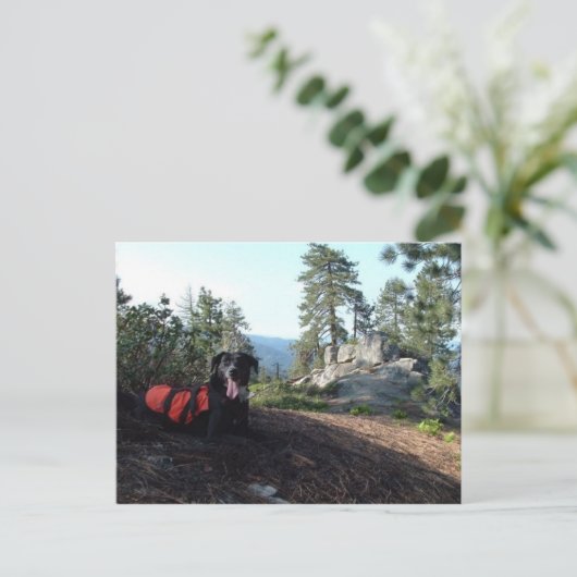 Working Dog Haley Conservation Canines Briefkaart (Staand voorkant)