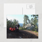 Working Dog Haley Conservation Canines Briefkaart (Voorkant / Achterkant)