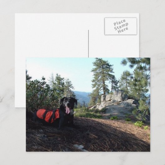 Working Dog Haley Conservation Canines Briefkaart (Voorkant / Achterkant)