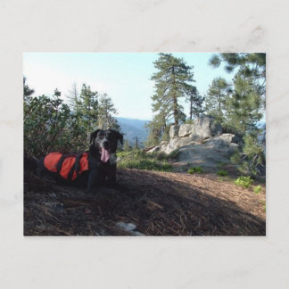 Working Dog Haley Conservation Canines Briefkaart