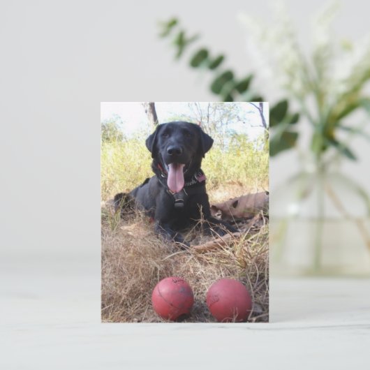 Working Dog Scooby Relaxing Conservation Canines Briefkaart (Staand voorkant)