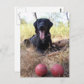 Working Dog Scooby Relaxing Conservation Canines Briefkaart (Voorkant / Achterkant)