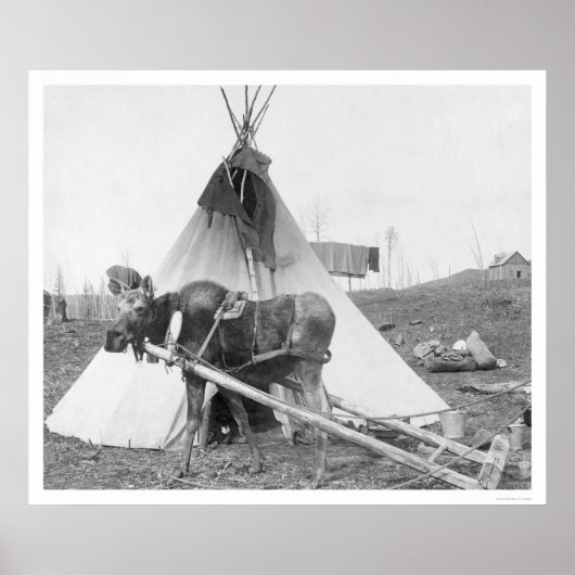 Working Moose Teepee 1916 Poster (Voorkant)