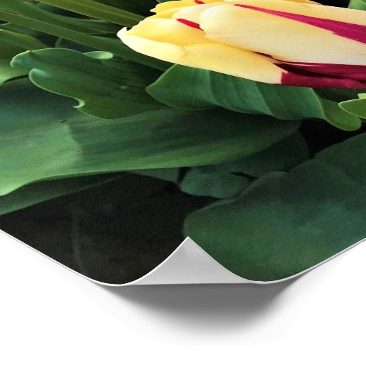 World Expression Tulips, Oregon Poster (Hoek)