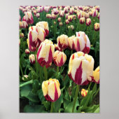 World Expression Tulips, Oregon Poster (Voorkant)