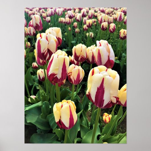 World Expression Tulips, Oregon Poster (Voorkant)