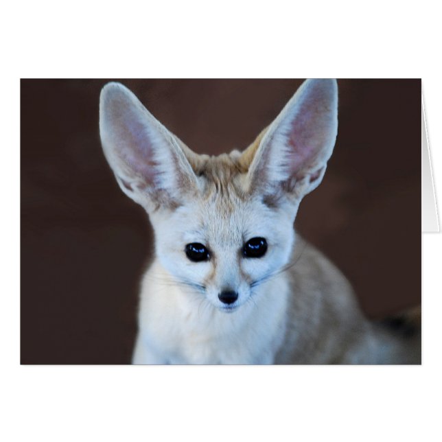 Worlds Cutest Fennec Fox (Voorkant Horizontaal)