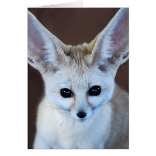 Worlds Cutest Fennec Fox