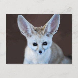 Worlds Cutest Fennec Fox Briefkaart