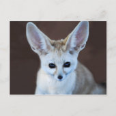 Worlds Cutest Fennec Fox Briefkaart (Voorkant)