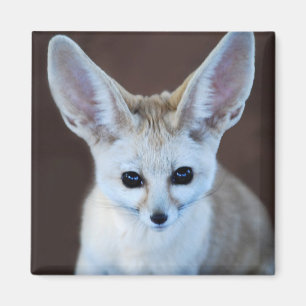Worlds Cutest Fennec Fox Magneet