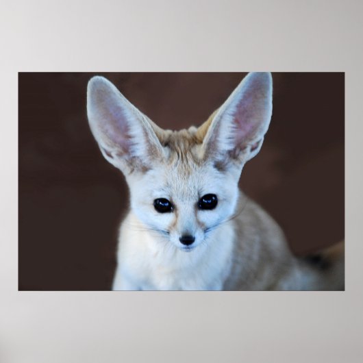 Worlds Cutest Fennec Fox Poster (Voorkant)