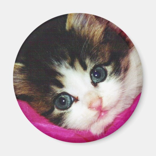 Worlds Cutest Kitten Magneet (Voorkant)
