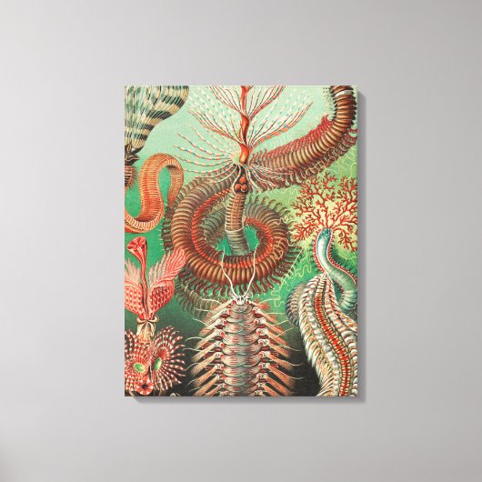 Wormen, Annelids Chaetopoda door Ernst Haeckel Canvas Afdruk (Voorkant)
