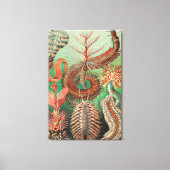 Wormen, Annelids Chaetopoda, door Ernst Haeckel Canvas Afdruk (Voorkant)