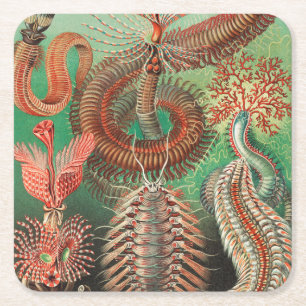 Wormen, Annelids Chaetopoda door Ernst Haeckel Kartonnen Onderzetters