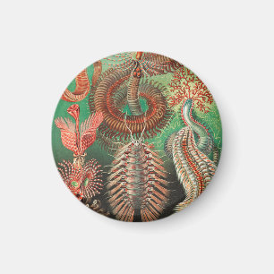 Wormen, Annelids Chaetopoda door Ernst Haeckel Magneet