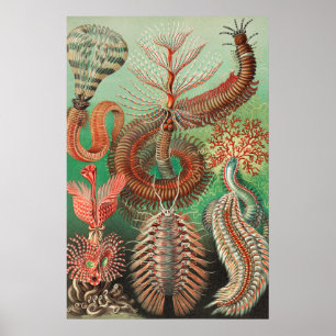 Wormen, Annelids Chaetopoda, door Ernst Haeckel Poster