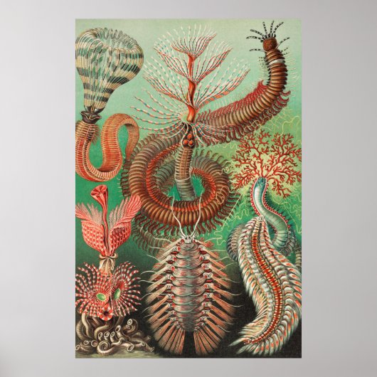 Wormen, Annelids Chaetopoda, door Ernst Haeckel Poster (Voorkant)
