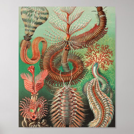 Wormen, Annelids Chaetopoda, door Ernst Haeckel Poster (Voorkant)