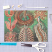 Wormen, Annelids Chaetopoda, door Ernst Haeckel Tissuepapier (Craft)