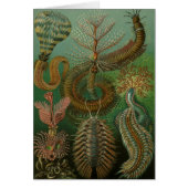  Worms Annelids Chaetopoda door Ernst Haeckel (Voorkant)
