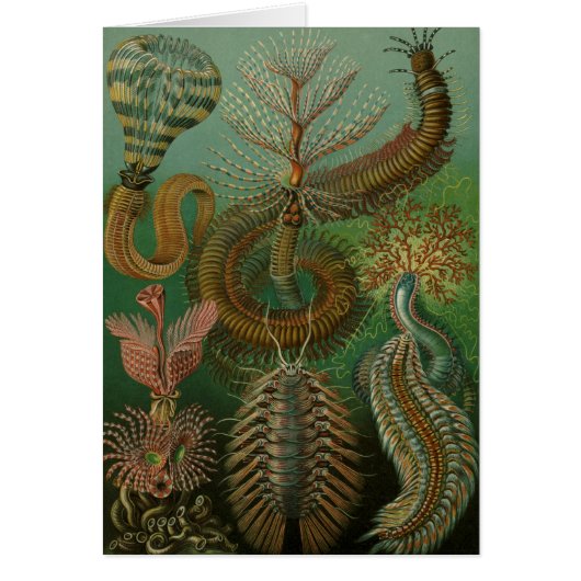  Worms Annelids Chaetopoda door Ernst Haeckel (Voorkant)