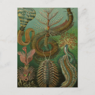  Worms Annelids Chaetopoda door Ernst Haeckel Briefkaart