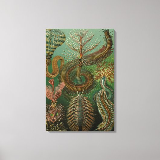  Worms Annelids Chaetopoda door Ernst Haeckel Canvas Afdruk (Voorkant)