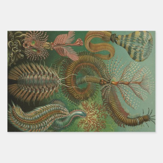  Worms Annelids Chaetopoda door Ernst Haeckel Inpakpapier Vel (Voorkant 2)