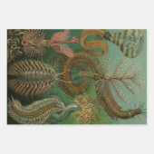 Worms Annelids Chaetopoda door Ernst Haeckel Inpakpapier Vel (Voorkant)