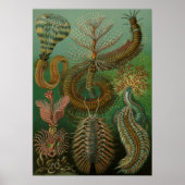  Worms Annelids Chaetopoda door Ernst Haeckel Poster (Voorkant)
