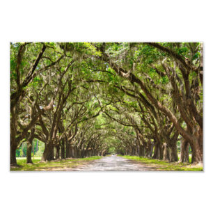 Wormslow Plantation, Savannah, GA Foto Afdruk