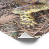 Worried Beagle Dog & Turtle Poster (Hoek)