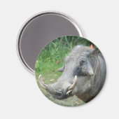 wort-hog10x10 magneet (Voorkant / Achterkant)