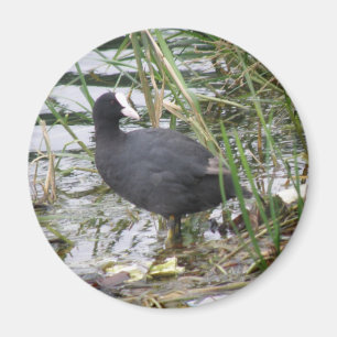 Wortel op de Riverbank Magnet