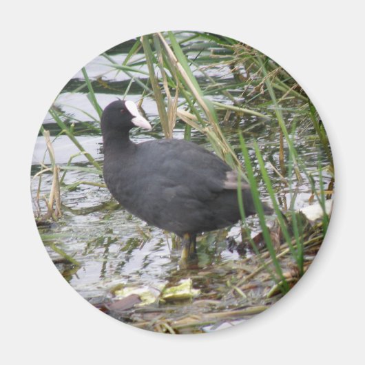 Wortel op de Riverbank Magnet (Voorkant)