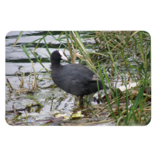 Wortel op de Riverbank Premium Magnet Magneet