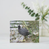 Wortel op het Briefkaart van de Riverbank (Staand voorkant)
