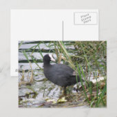 Wortel op het Briefkaart van de Riverbank (Voorkant / Achterkant)