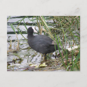 Wortel op het Briefkaart van de Riverbank
