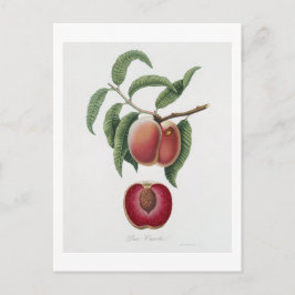 Wortel Pech (Persica carota) uit Pomona Italiana Briefkaart