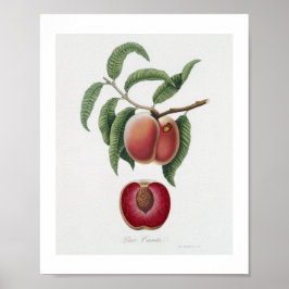 Wortel Peer (Persica carota) uit Pomona Italiana Poster