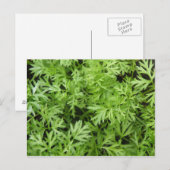 Wortel Topjes Briefkaart (Voorkant / Achterkant)