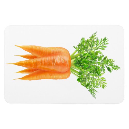 Wortelbundel Magneet (Horizontaal)