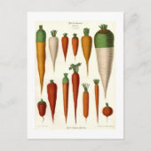 wortelen briefkaart (Voorkant)