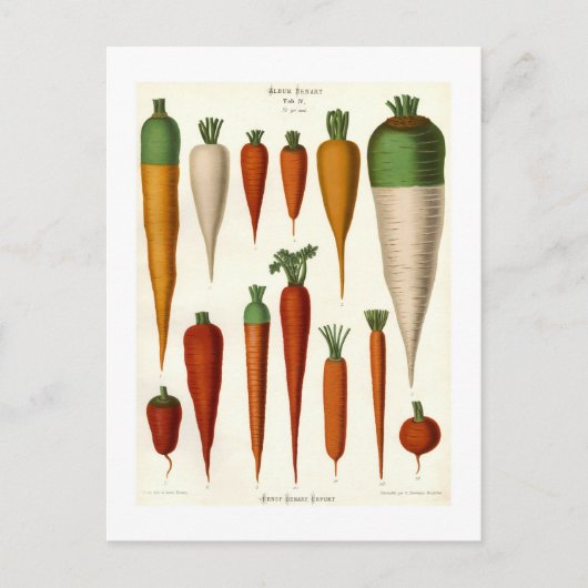 wortelen briefkaart (Voorkant)
