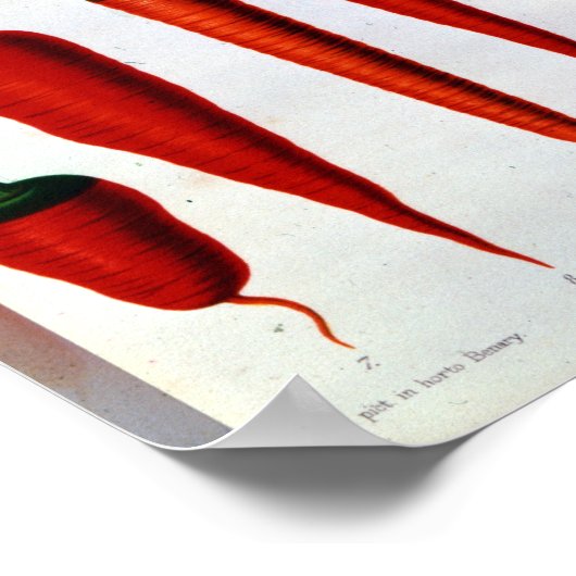 wortelen poster (Hoek)